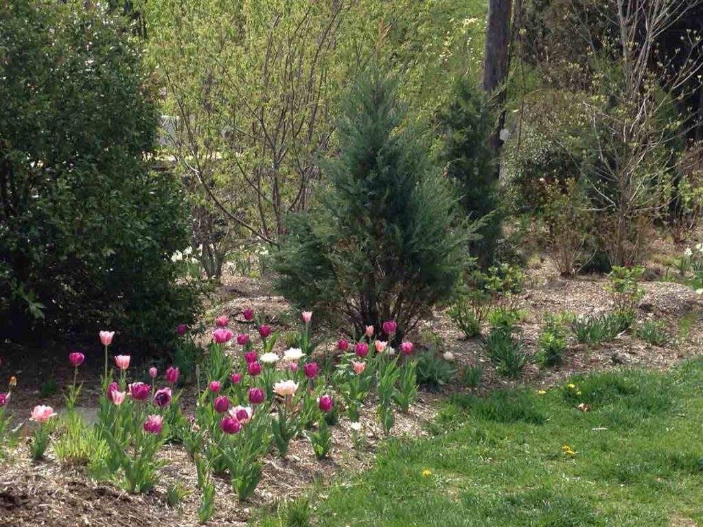 Tulips Garden